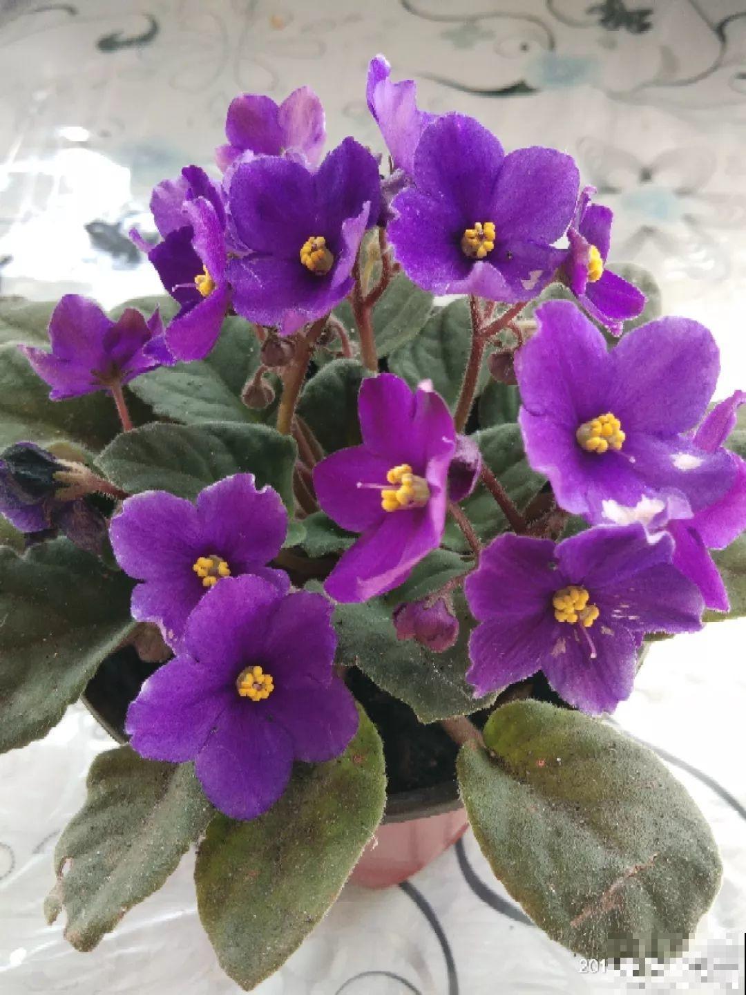 11种耐阴花，光不好也能嗖嗖长，开出2米大花墙！