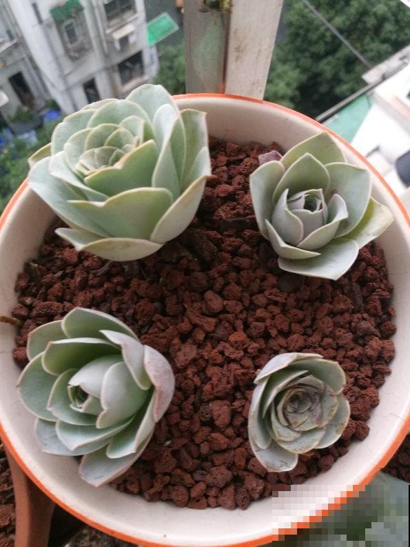 多肉中的“玫瑰花”，养成老桩，比鲜花漂亮100倍