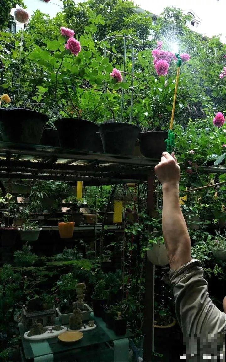 月季好看不敢养？教你6个窍门，年年开花不黄叶！