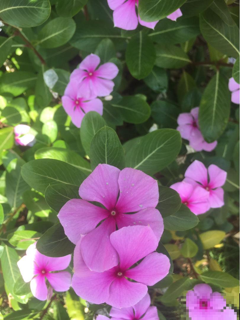 这花全年能开花，家里养一盆，一年四季有花看
