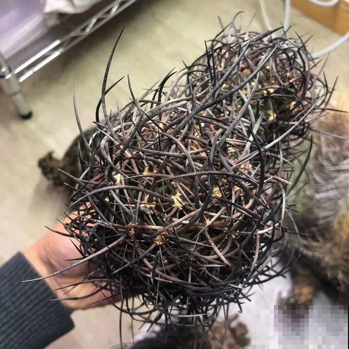 这花长得像海胆，3棵就卖五位数，真的有人要吗！