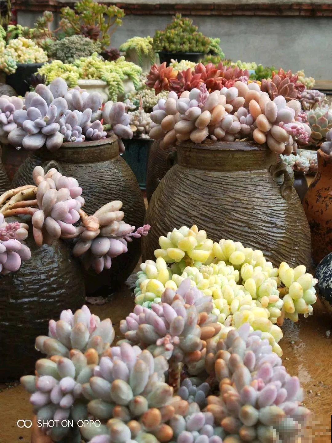 他用菜坛子养多肉，1分不花又好看，个个壮得像白菜！
