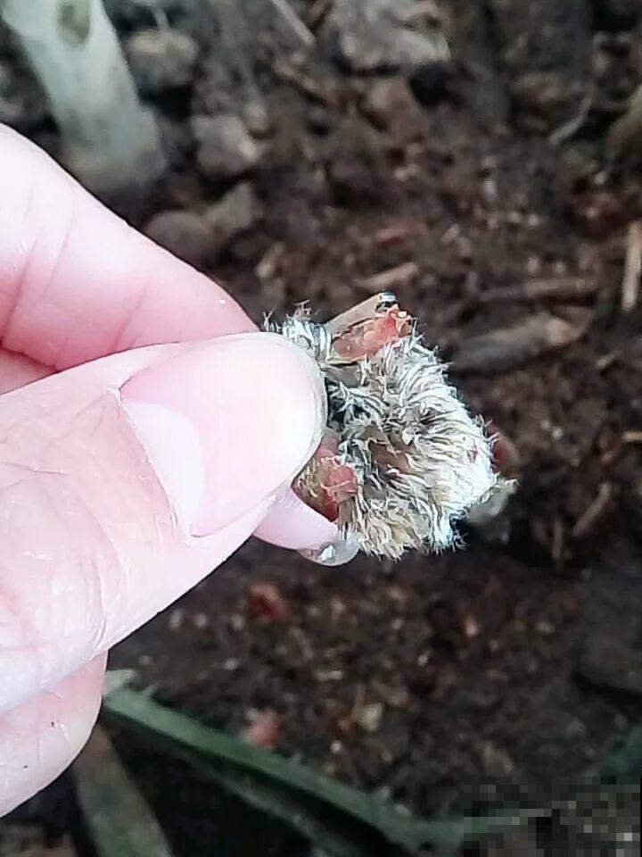 赶集碰见这种花，一买就上当，决不能贪便宜！