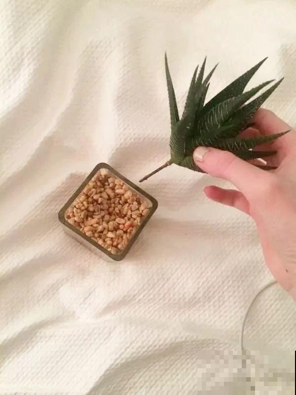 看见这花可别买，忍住，小心被忽悠，花钱买气受！