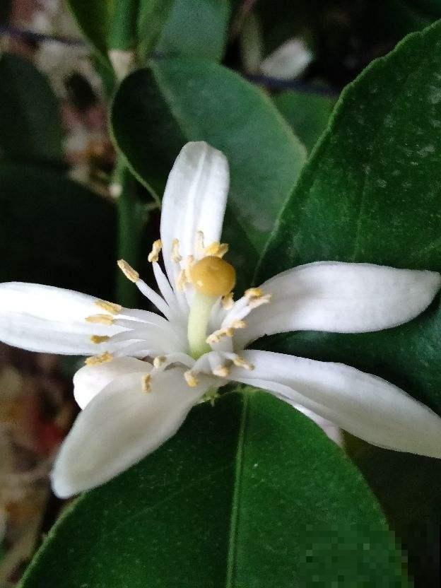 这花就是活香水，家里养一盆，除异味、还杀菌，空气清新身体好