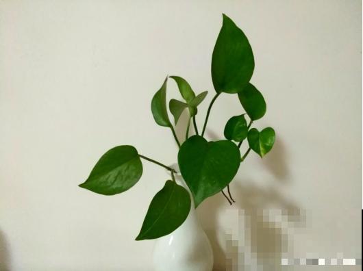 6种耐阴植物，放卫生间也能长，干净去异味！