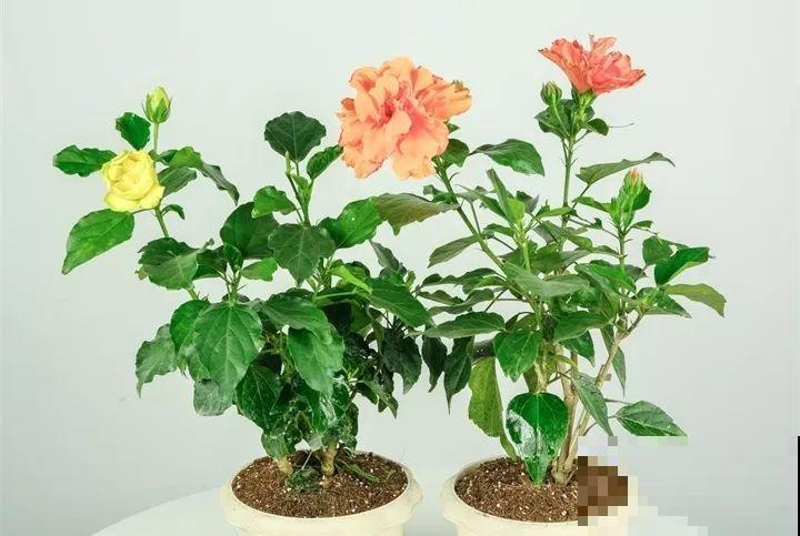 这12种花冬天小心着点养，没有暖气，一个晚上就冻死！