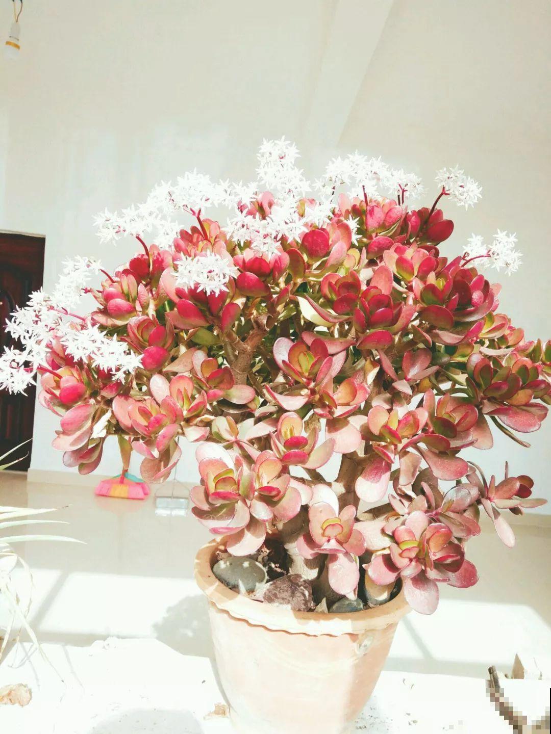 养了20年的玉树，杆子比大腿还粗，满树白花跟下雪了一样！