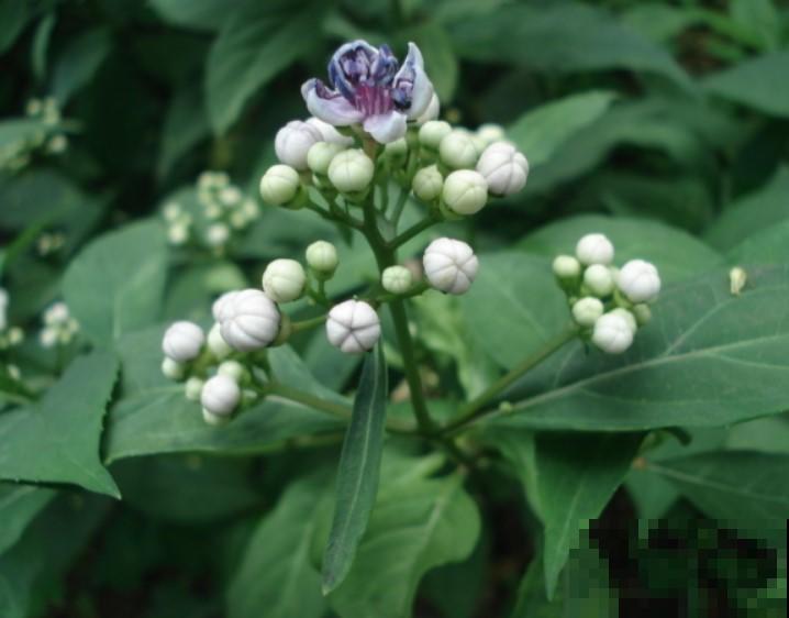 艾氏香茶菜认识吗？一养就旺盛，开花还好看！