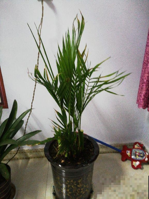 雾霾吸多了嗓子难受，赶紧在家里放几棵它，让家里更加清新怡人！