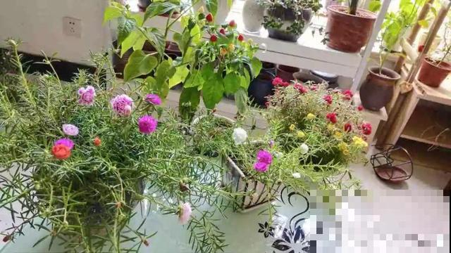 阳台再小也不怕，跟她学一招，把花挂起来养，不占地还好看！