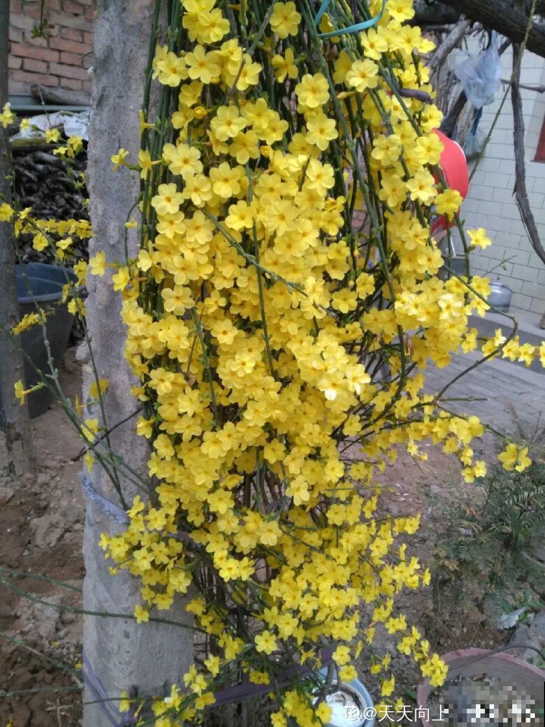这6种花现在养，一个月后就开花，红红火火过新年！