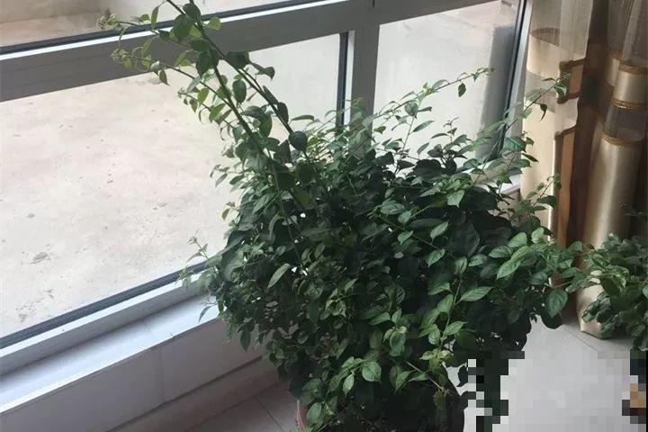 这3种花不用扦插，切个小口子，2个月就生根！