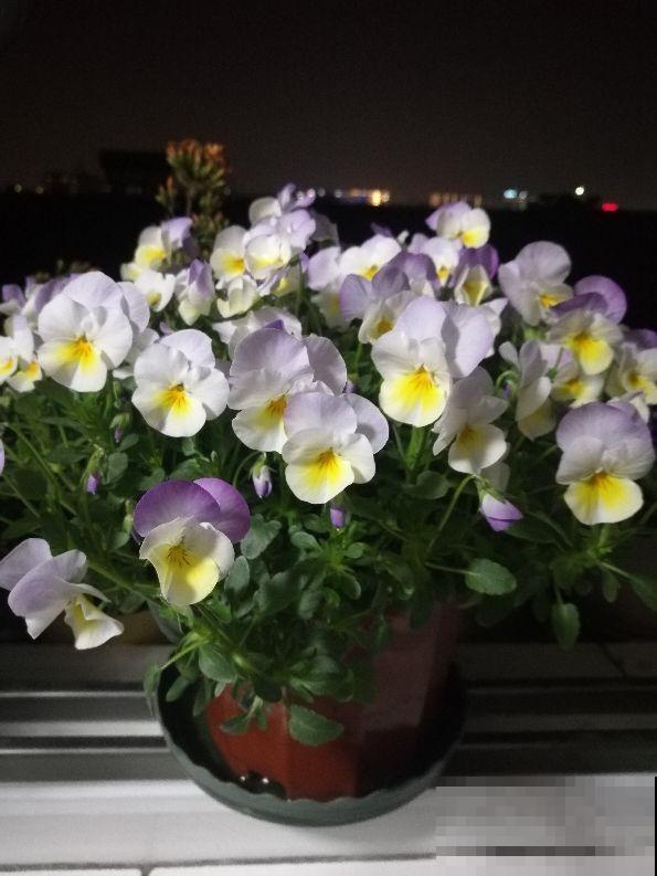 这花最适合冬天养，一盆栽几棵就成大花团，放窗边就蹭蹭开！