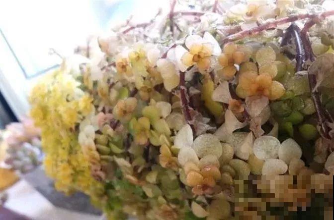 冬天养这4种花，别放窗户边，小心不剩一片好叶子！