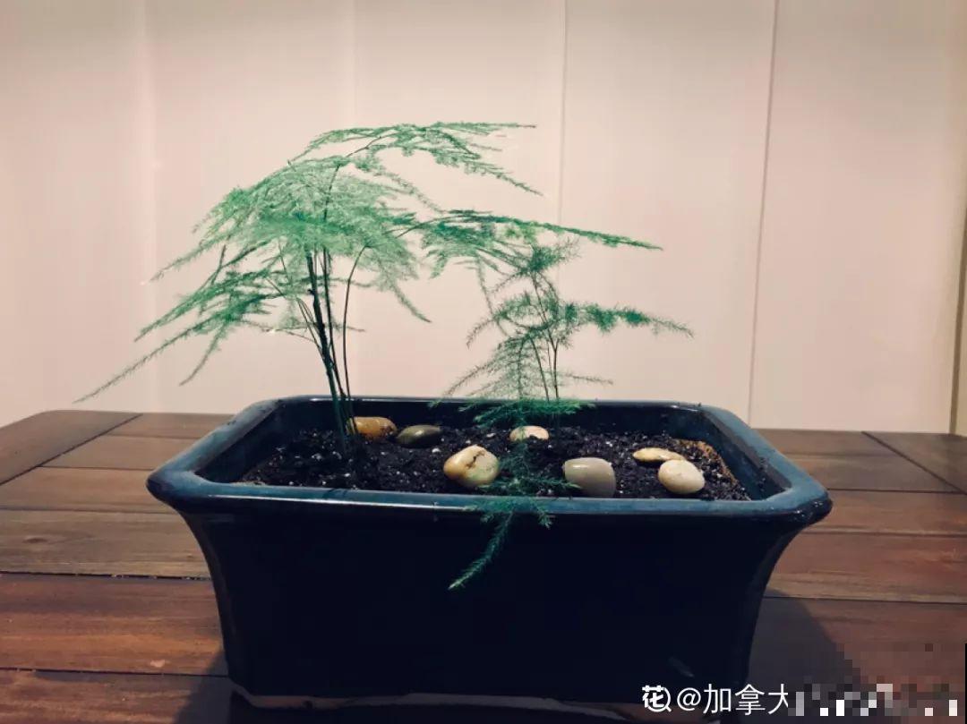 养这花别心软，遇到黄叶狠心剪，越剪长得越快！