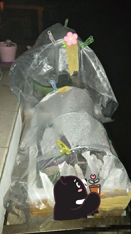 买菜送的泡沫箱扔了好可惜，不如拿来养花，一冬旺得堪比春天！