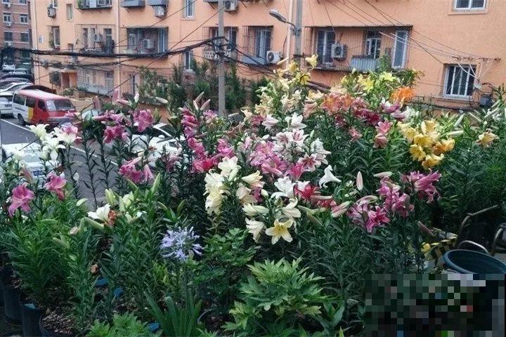 养这花真赚钱，一年能生3麻袋，邻居朋友抢着要！