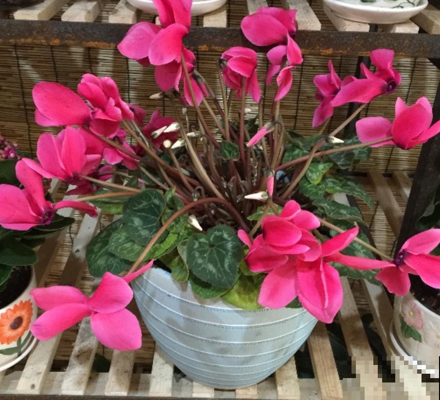 仙客来浇错水，叶子很快耷拉下来，小心撑不过3天！
