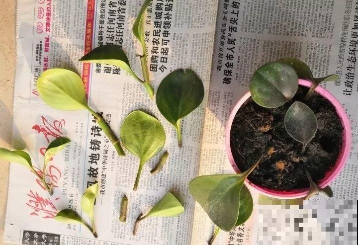 冬天养这4种花，别放窗户边，小心不剩一片好叶子！