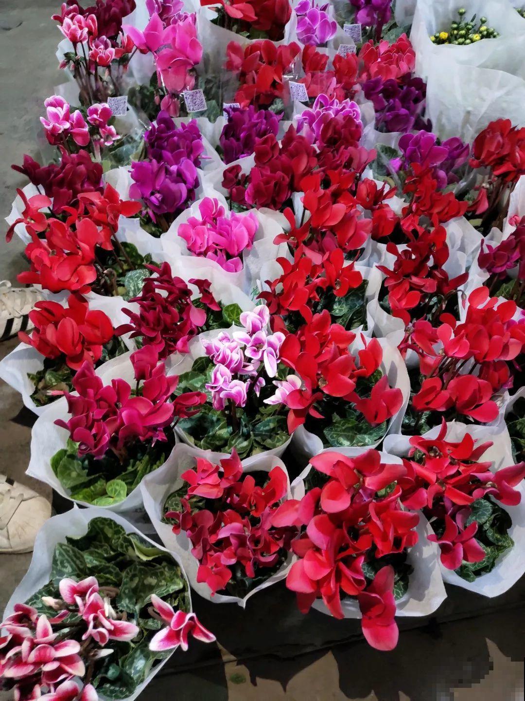 12月逛花市，这花好看又好养，遇到赶紧抱回家！