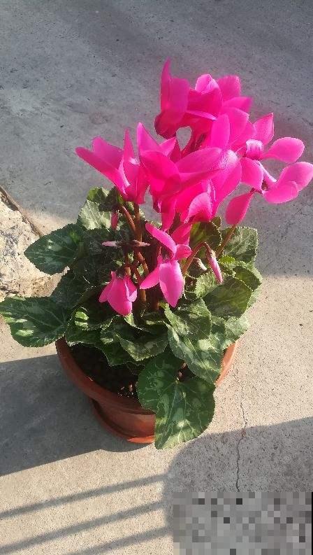 冬天切忌这样浇花，不然花全剩一堆空盆，那就没得救了！