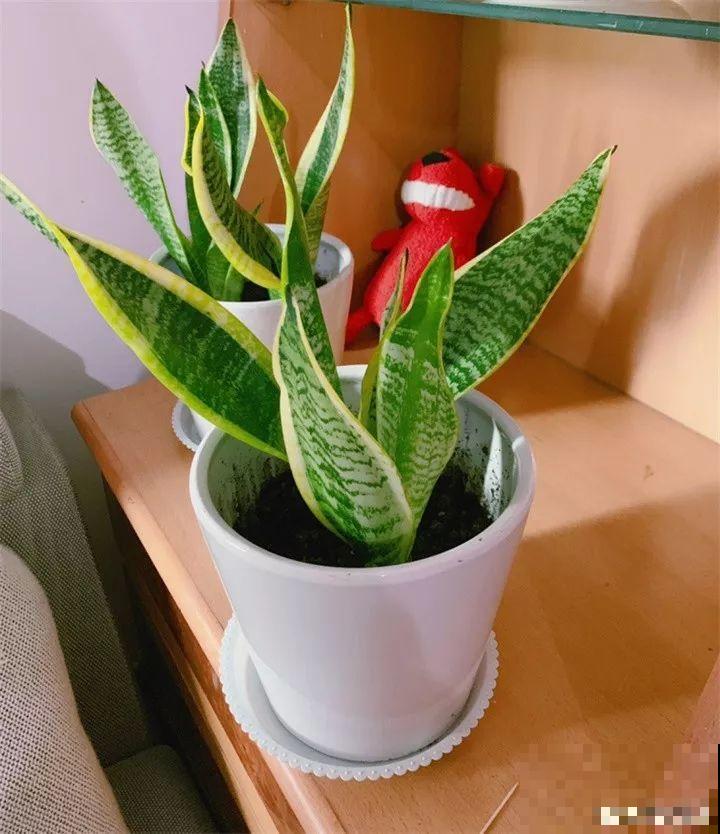 屋里摆这7种花，空气清新少生病，整个冬天绿油油！