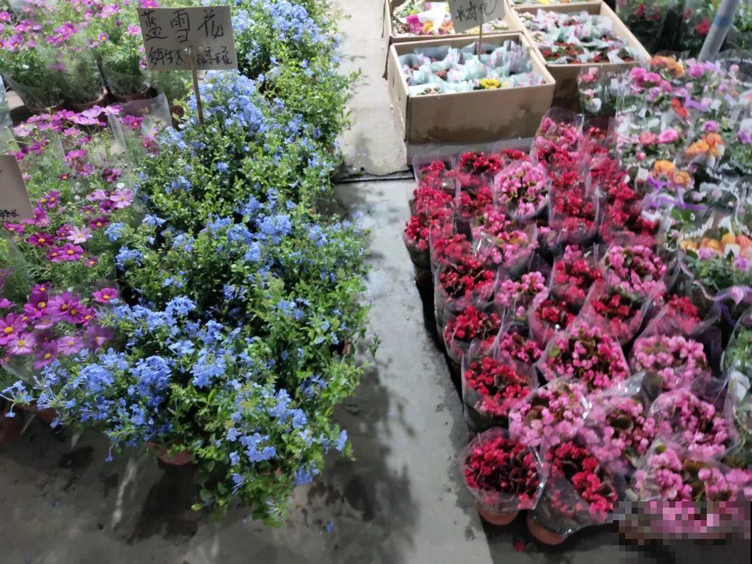 12月逛花市，这花好看又好养，遇到赶紧抱回家！