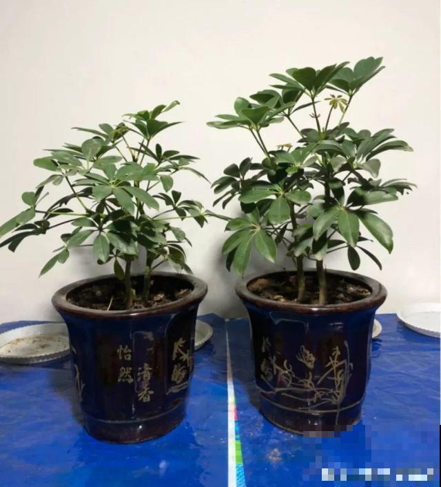 高价买的守家树，穷养才能长得旺，一盆能活20年！