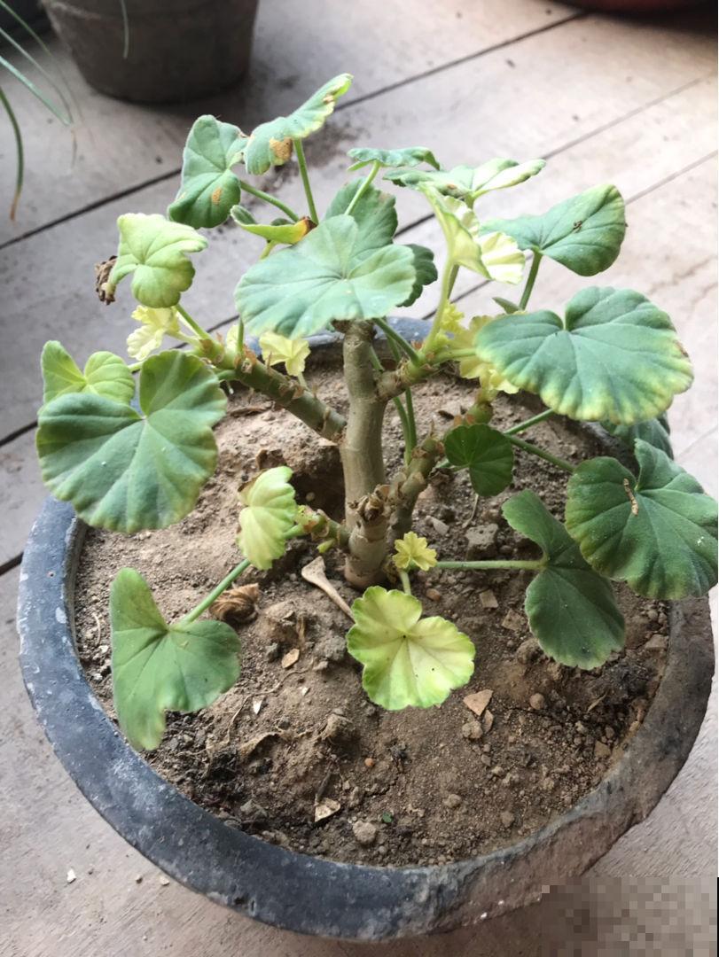 天竺葵黄叶，别光浇水，很有可能是犯了这个错