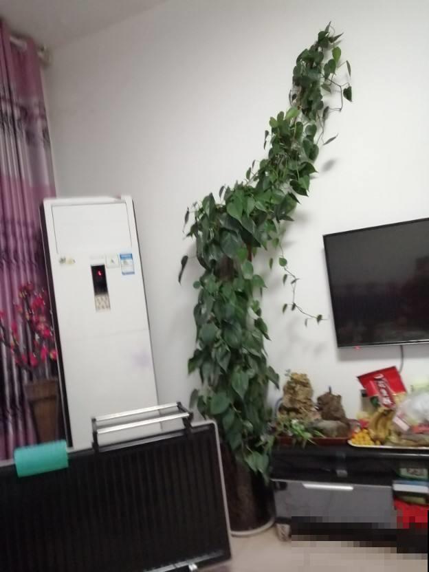 冬天绿萝总是蔫不拉几，这几招组合拳，让它立马重焕生机！