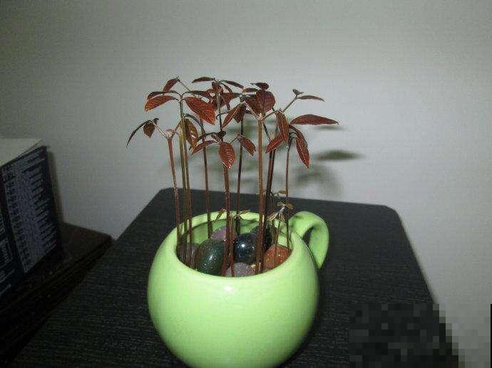 晒干的桂圆吃完核吐花盆里，几天变身小盆栽，简直神奇！
