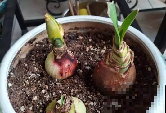 一张废纸捂一捂，大白根冒出来，养花太省心！