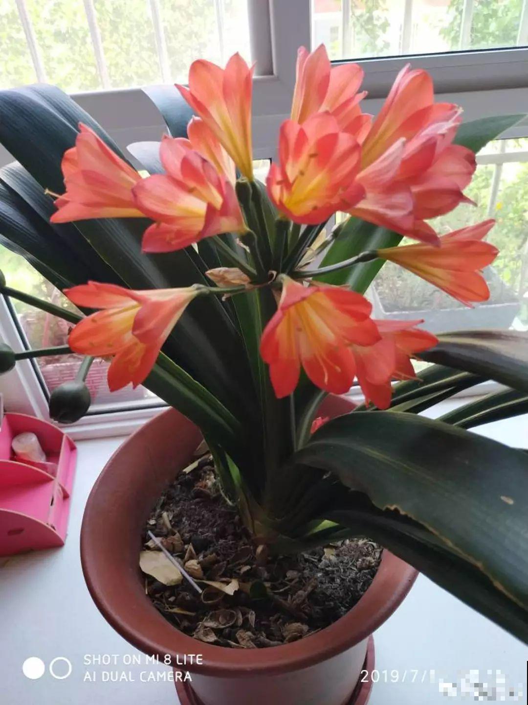 这花太能生,3年冒了25棵,敲破盆才能拿出来! 这花太能生,3年冒了25棵,敲破盆才能拿出来!
