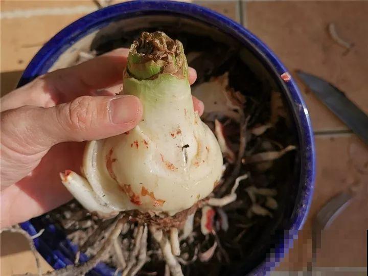10种花，冬天切记管住手，小心浇完水就掉叶子！