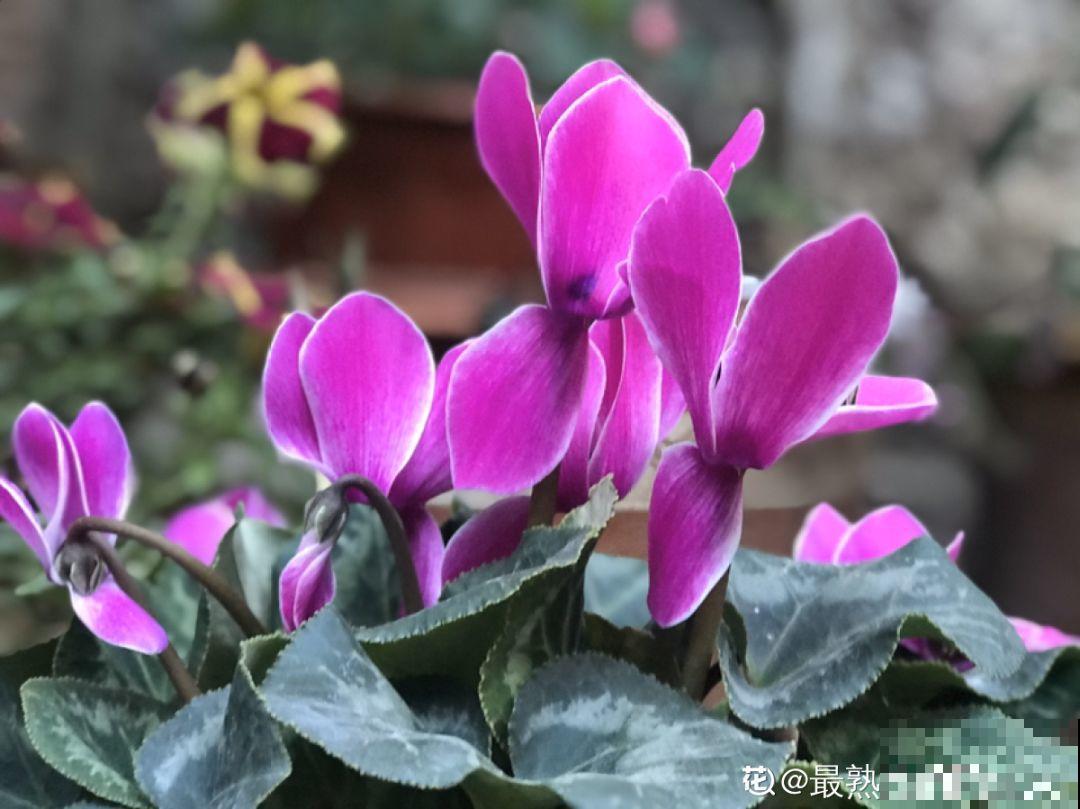 12种生肖花，快看看哪种属于你！