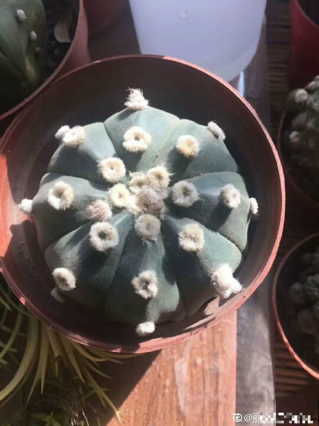 平时没人要的花，开出5朵超大花，邻居全都抢着要！