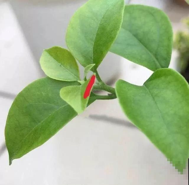 三角梅被他剃成大光杆，结果一开花，变成惊艳的棒棒糖！