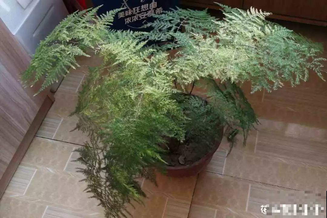 冬天修剪分“轻重”，有的花剪狠了，小心再也不开花！
