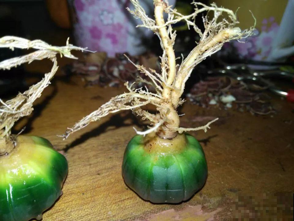 平时没人要的花，开出5朵超大花，邻居全都抢着要！