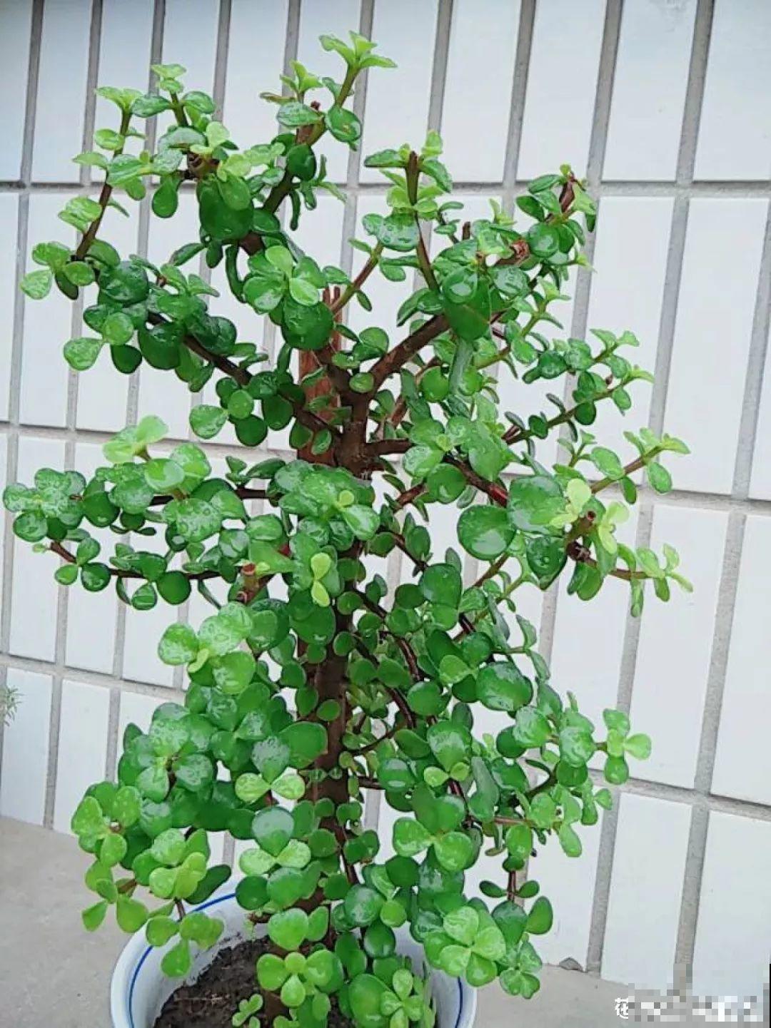 这10种耐旱花，2个月不浇水，叶子反而绿油油！