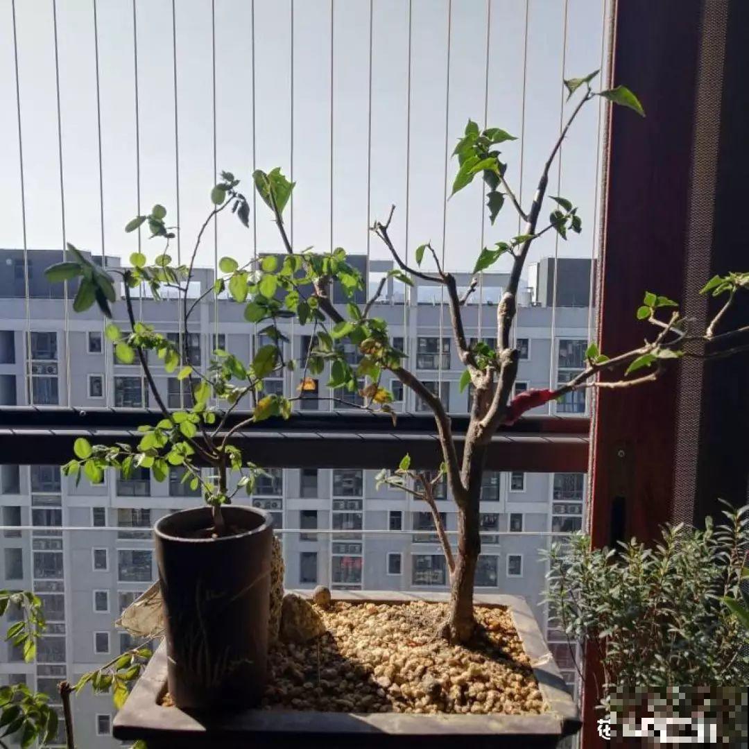 养花是一种心情，一种情趣，更是一场修行！