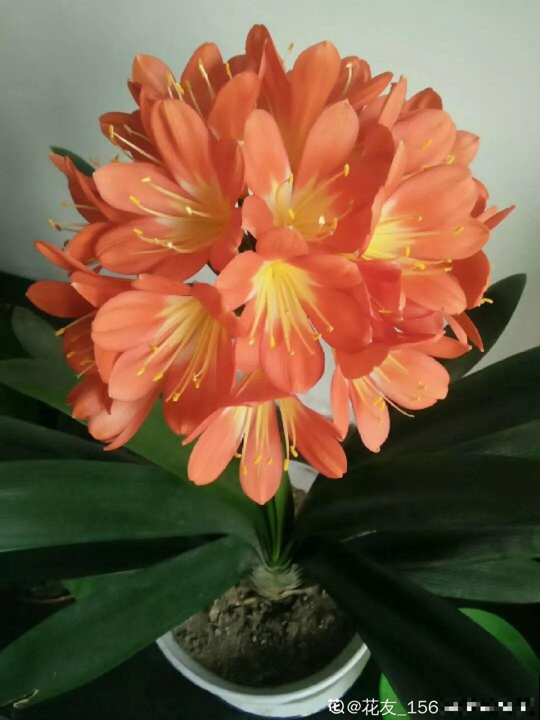 11种耐阴花，光不好也能嗖嗖长，开出2米大花墙！