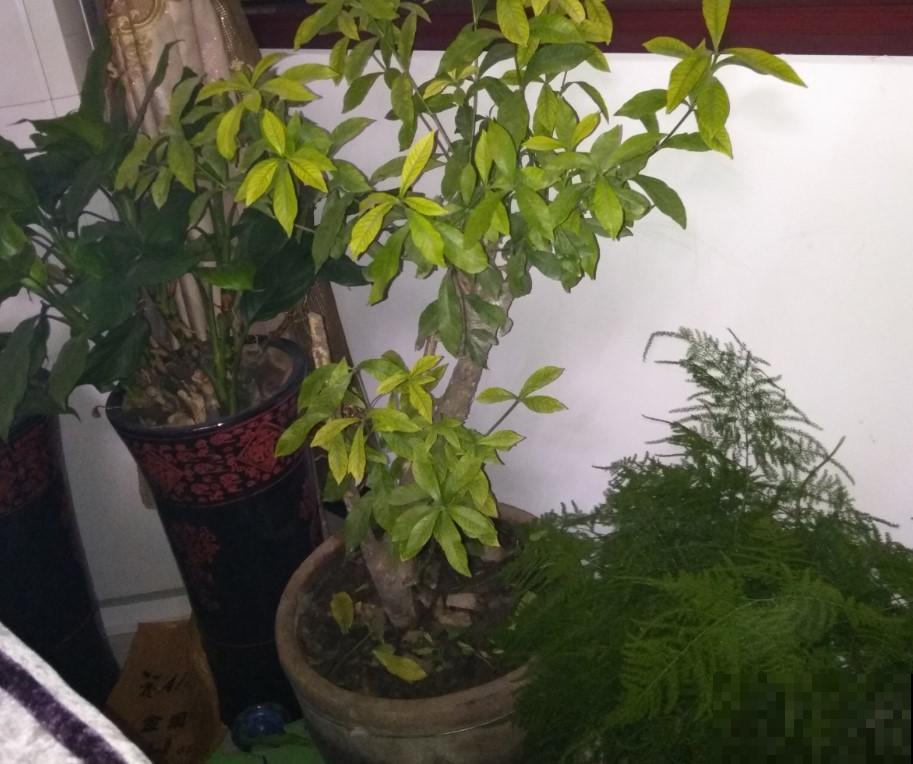 冬季栀子花不要修剪，新芽重新长，耐寒能力极其差！