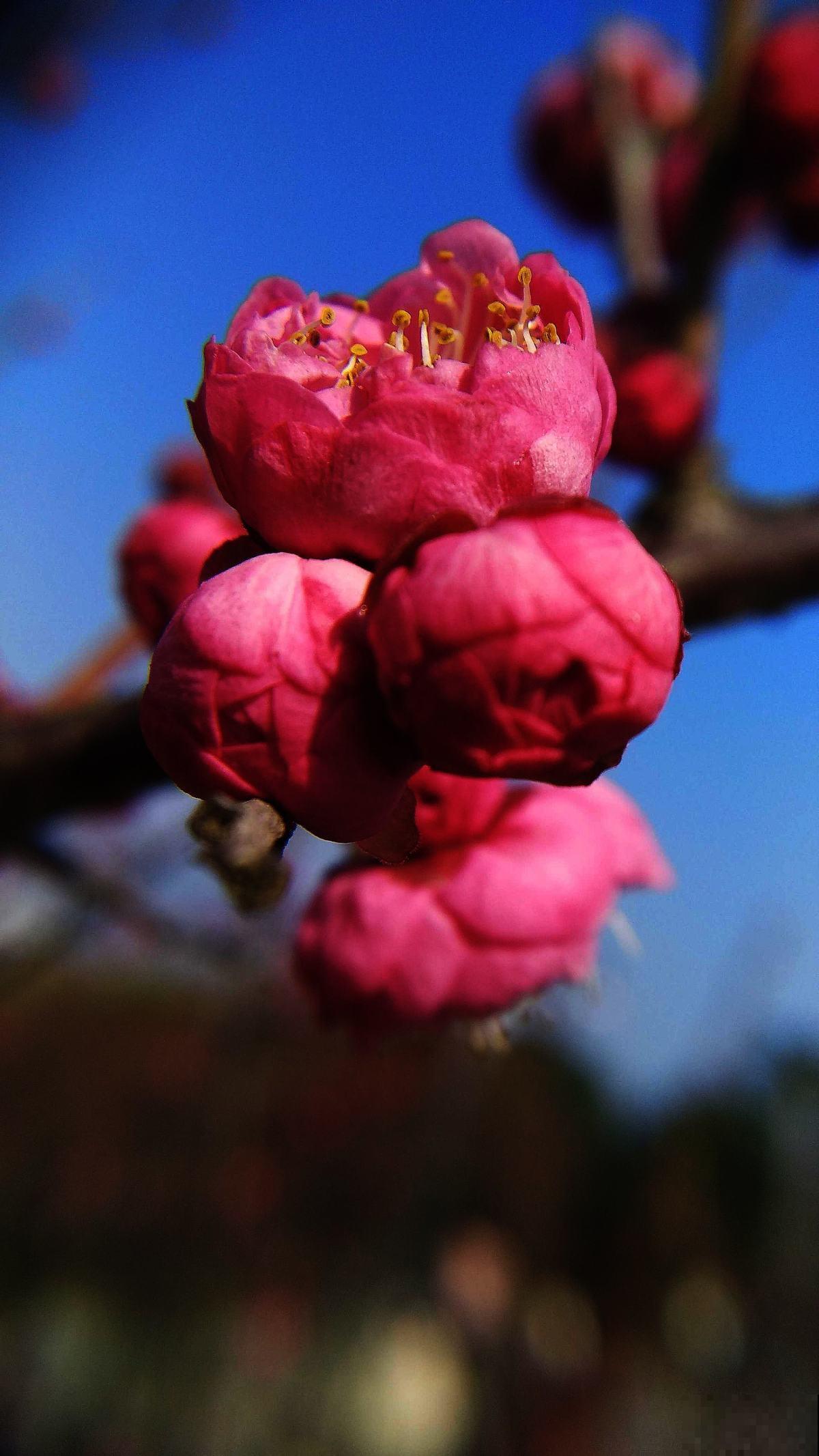 这花不怕冻，零下5度也能开，越冷越爱开花