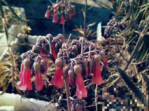 这花根本死不了，叶子一吹就掉，落地就生根！