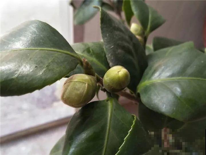 这花想要冬天开，就得狠心剪两刀，满树红花惹人爱！