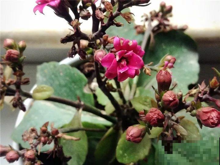 长寿花搬回家，记住“四不要”，免得掉得满地都是花苞！