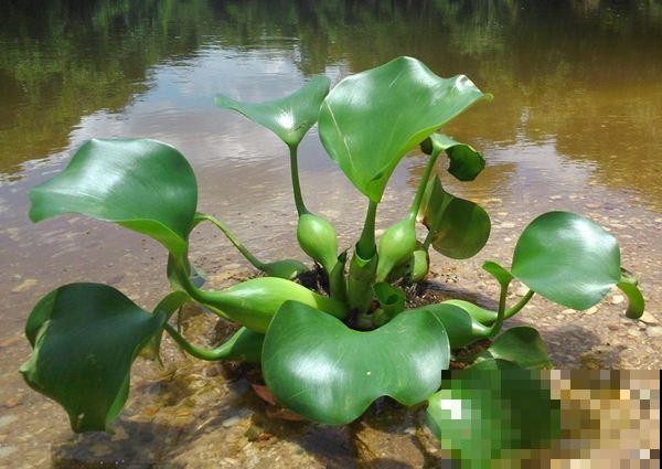 千万别养这花，枝条沾水就活，生物入侵太可怕！