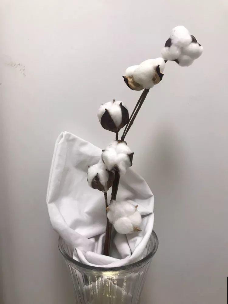 路边野草拽一把，插在瓶里，全家人都喜欢！